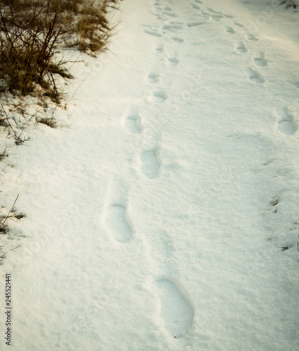 mysterious traces on snow leaders to the forest