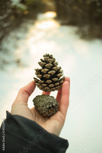 fir-tree cone in a hand against the background of the wood