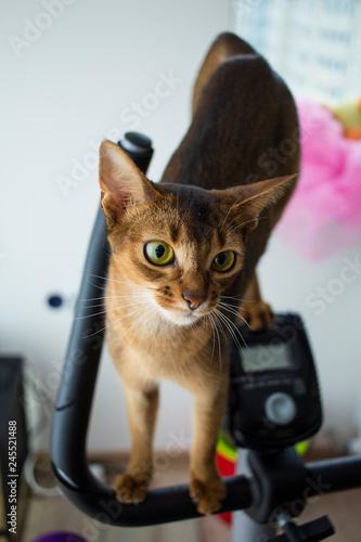 the amusing cat looks in a camera lens