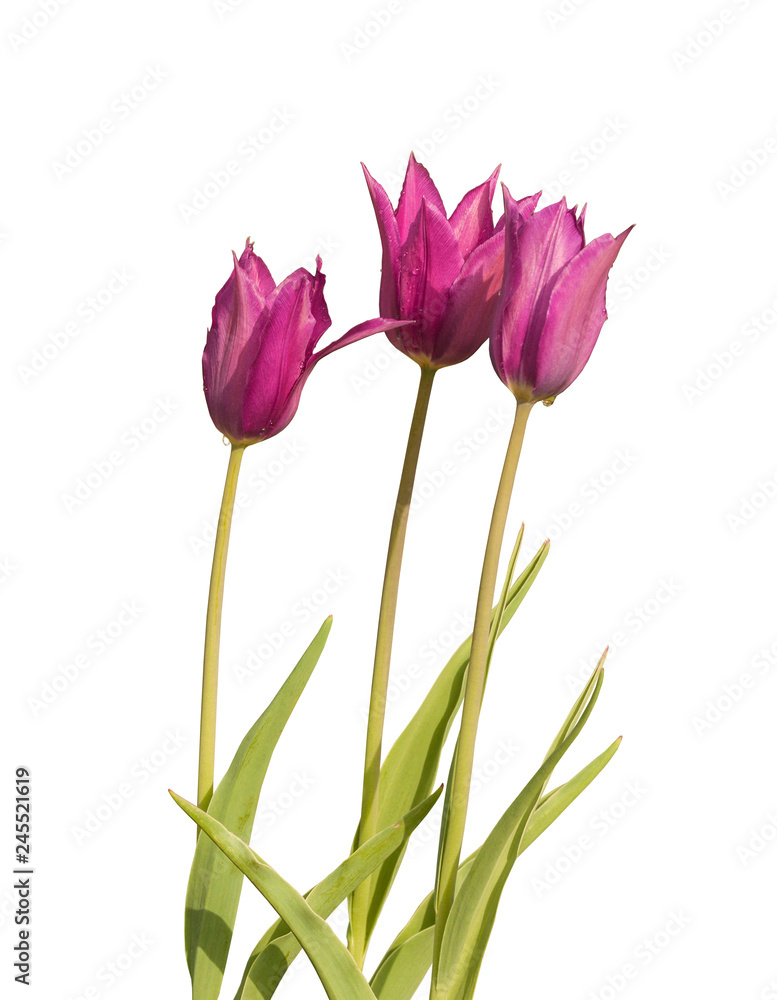 Three Lilyflowering magente tulips variety Burgundy Three Lilyflowering magente tulips variety Burgundy
