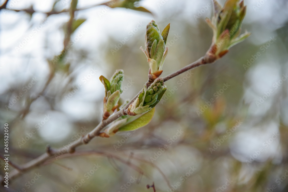 branch of a bird cherry tree in spring branch of a bird cherry tree in spring