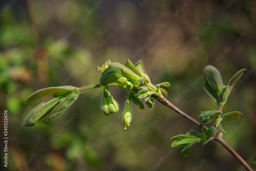 Obraz premium first foliage