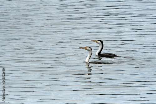 A pair of Little Pied Cormorant