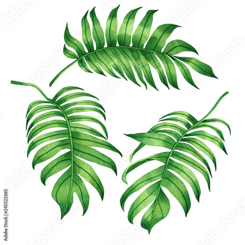 Watercolor painting set of tropical green leaves,palm leaf isolated on white background.Watercolor hand .painted illustration tropical exotic leaf for wallpaper Hawaii style pattern.With clipping path