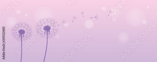 dandelion silhouette with flying seeds on bright purple background vector illustration EPS10