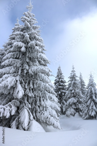 Spruce Tree Forest Covered by Snow in Winter © gojalia