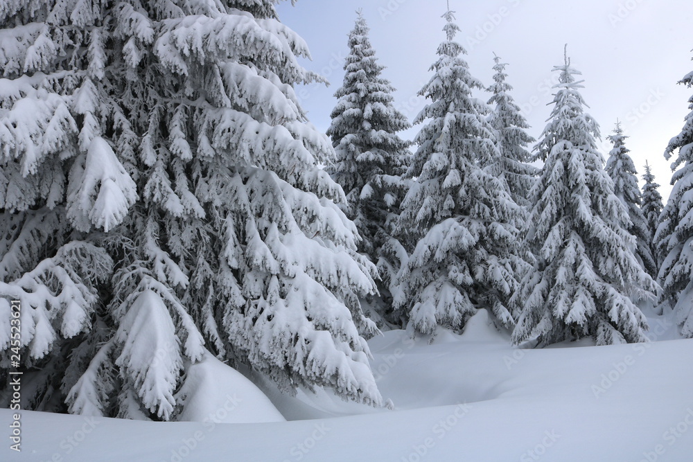 Spruce Tree Forest Covered by Snow in Winter Spruce Tree Forest Covered by Snow in Winter