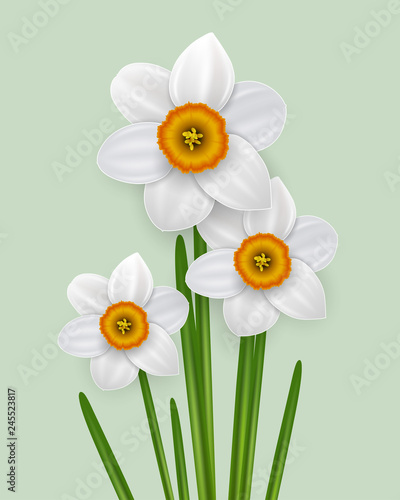 Spring flowers  bouquet, narcissus white flowers