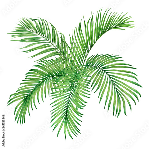 Watercolor painting tree coconut,palm leaf,green leave isolated on white background.Watercolor hand painted illustration tropical tree exotic leaf for wallpaper vintage Hawaii jungle style pattern..