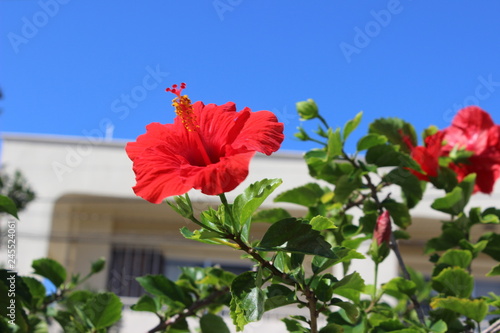 red flowers on blue sky