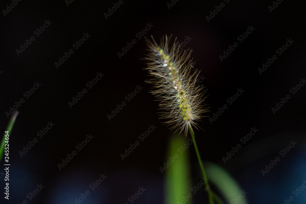 Fototapeta premium Wild flower on the dark background