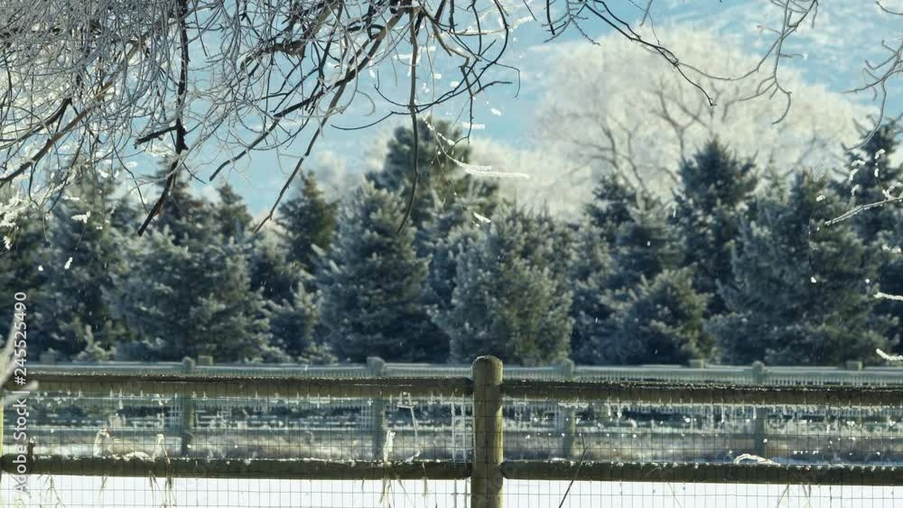 Row of pine trees with snow falling in front of them past fence in winter landscape. Row of pine trees with snow falling in front of them past fence in winter landscape.