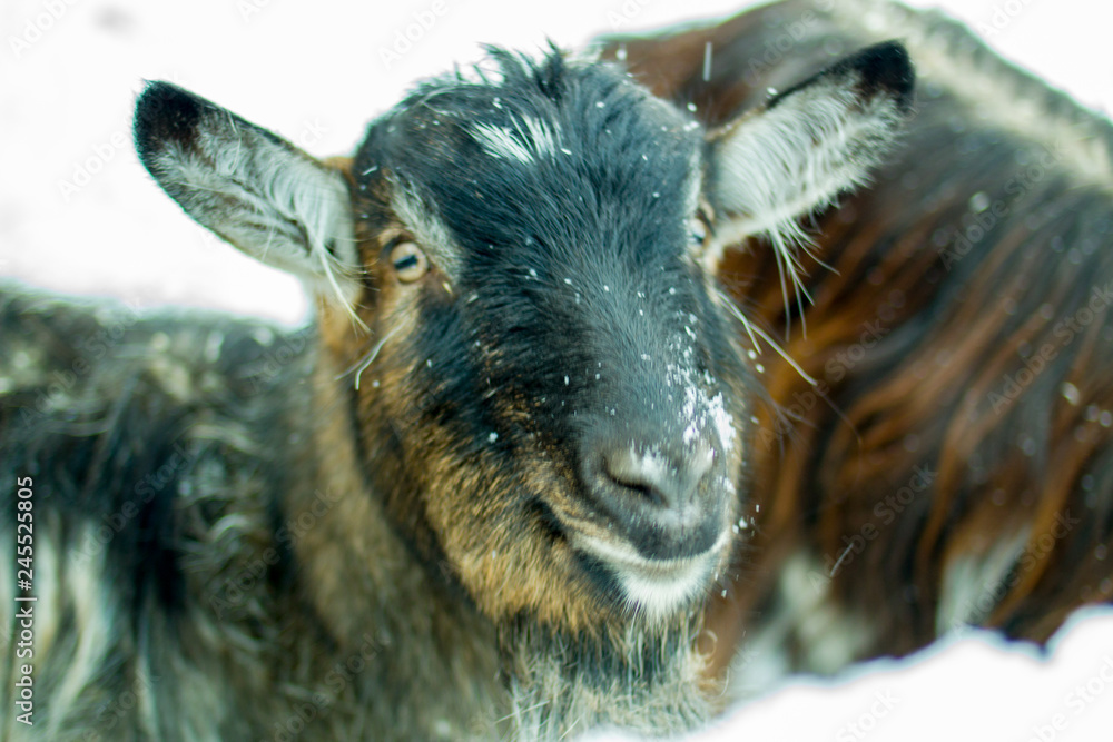 portrait of a goat on a winter farm