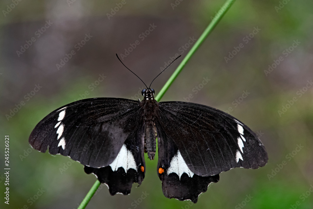 Black and white butterfly with red dots on grass Black and white butterfly with red dots on grass