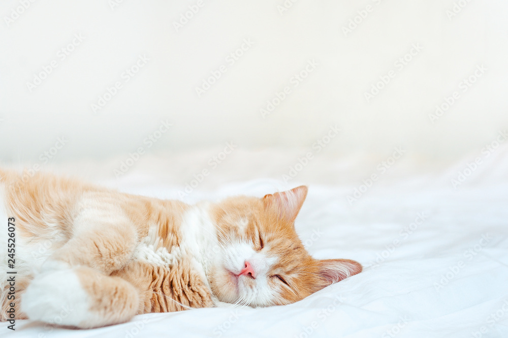 cute sleeping ginger cat at white bed. concept of calm and cozy comfort - obrazy, fototapety, plakaty 