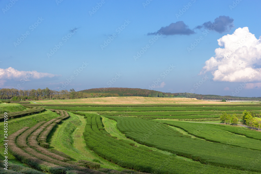 Landscape view of tea plantation with blue sky in afternoon, Nature background Landscape view of tea plantation with blue sky in afternoon, Nature background