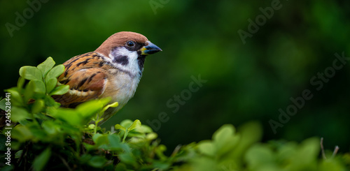 House Sparrow