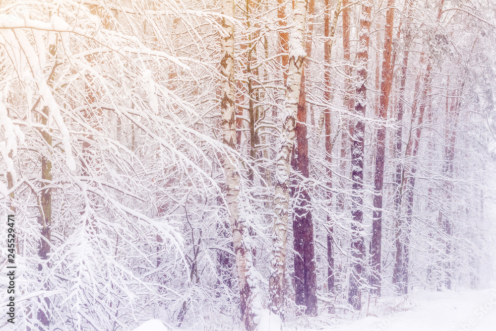 Winter forest. Forest after a heavy snowfall. Snow-covered pines and birches. Toned Winter forest. Forest after a heavy snowfall. Snow-covered pines and birches. Toned