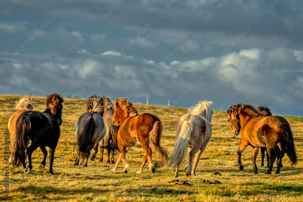 Fototapeta premium horses with beautiful and thick mane