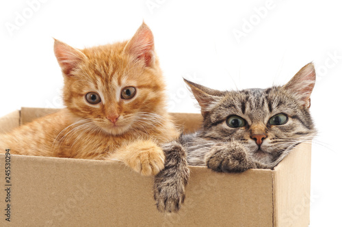 Little kittens in the box.