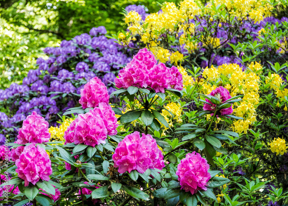 beautiful flowers in the rhododendron park beautiful flowers in the rhododendron park
