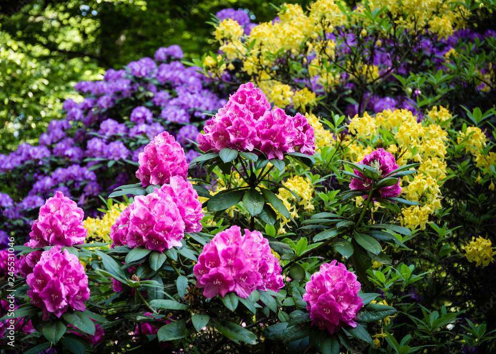 beautiful flowers in the rhododendron park beautiful flowers in the rhododendron park