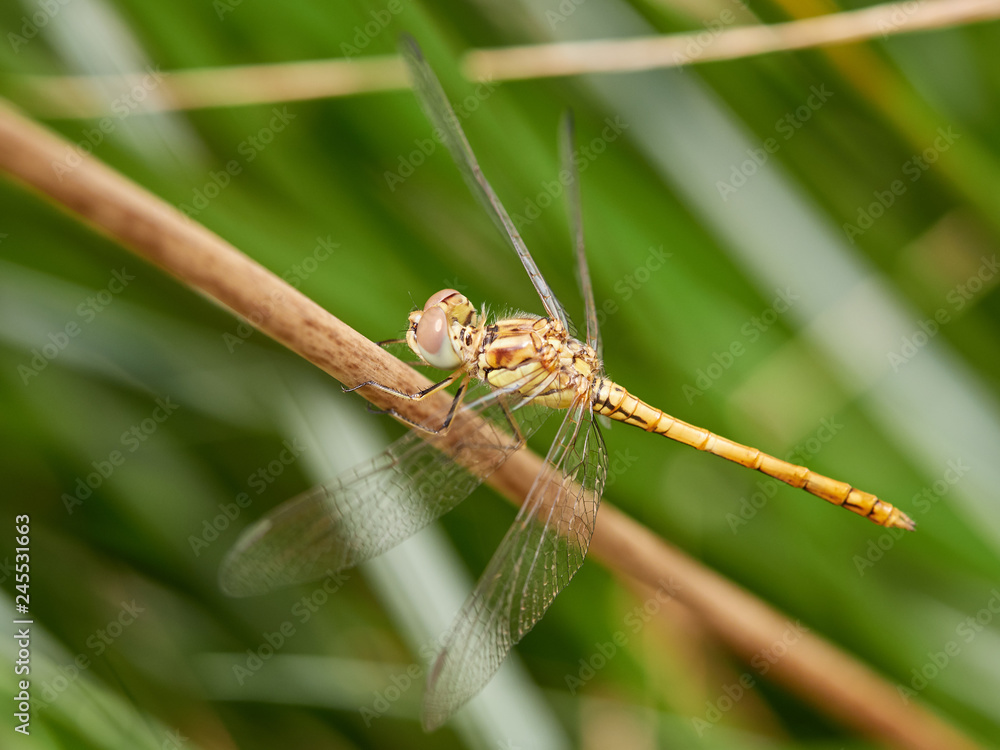 Dragonfly Sympetrum striolatum perched on a bush, warming its wings to the sun early in the morning Dragonfly Sympetrum striolatum perched on a bush, warming its wings to the sun early in the morning