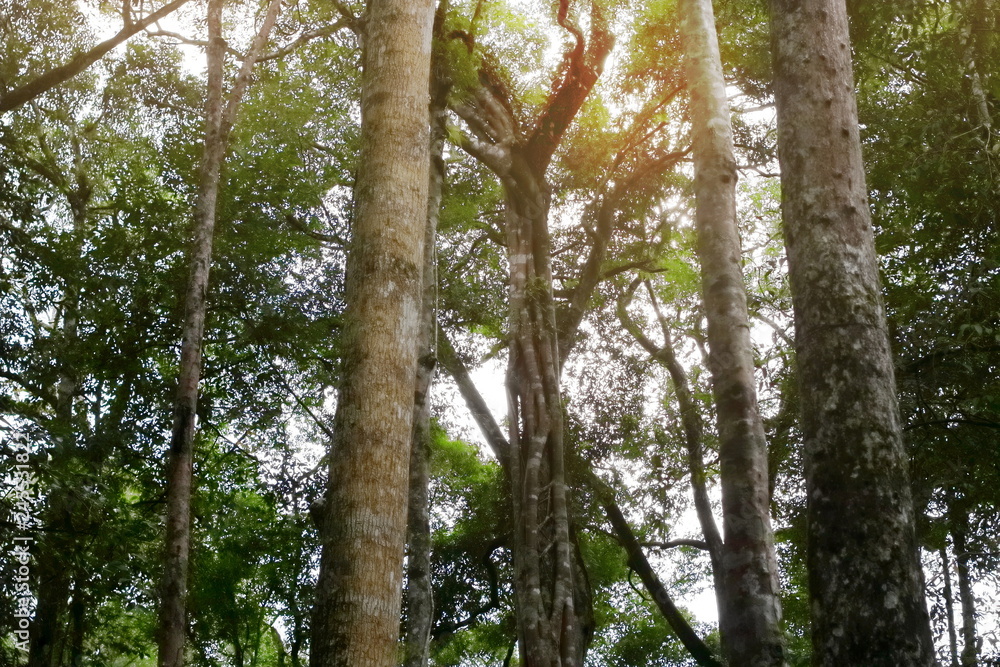 Fototapeta premium Tropical green forest landscape in rainforest.