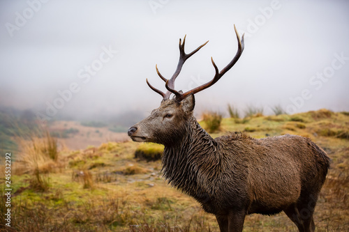 Male stag  close up head and shoulders  looking right