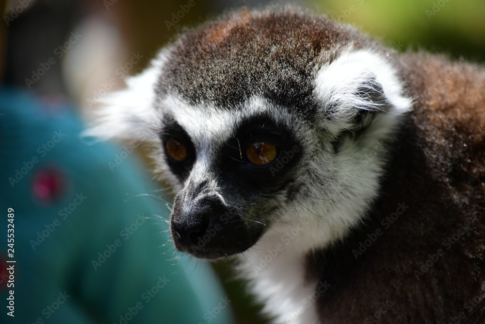 Obraz premium lémurien