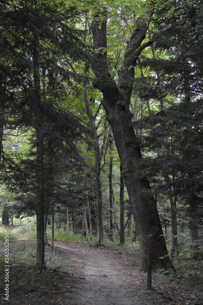 trees in the forest trees in the forest