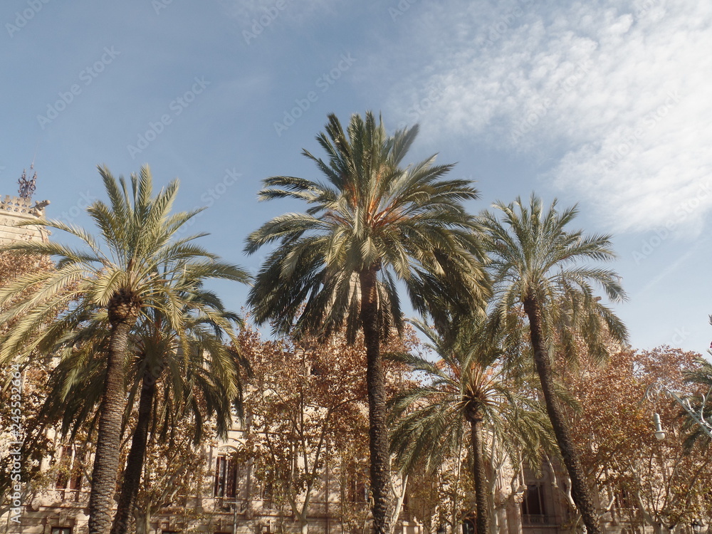 The palm trees of Barcelona, Spain