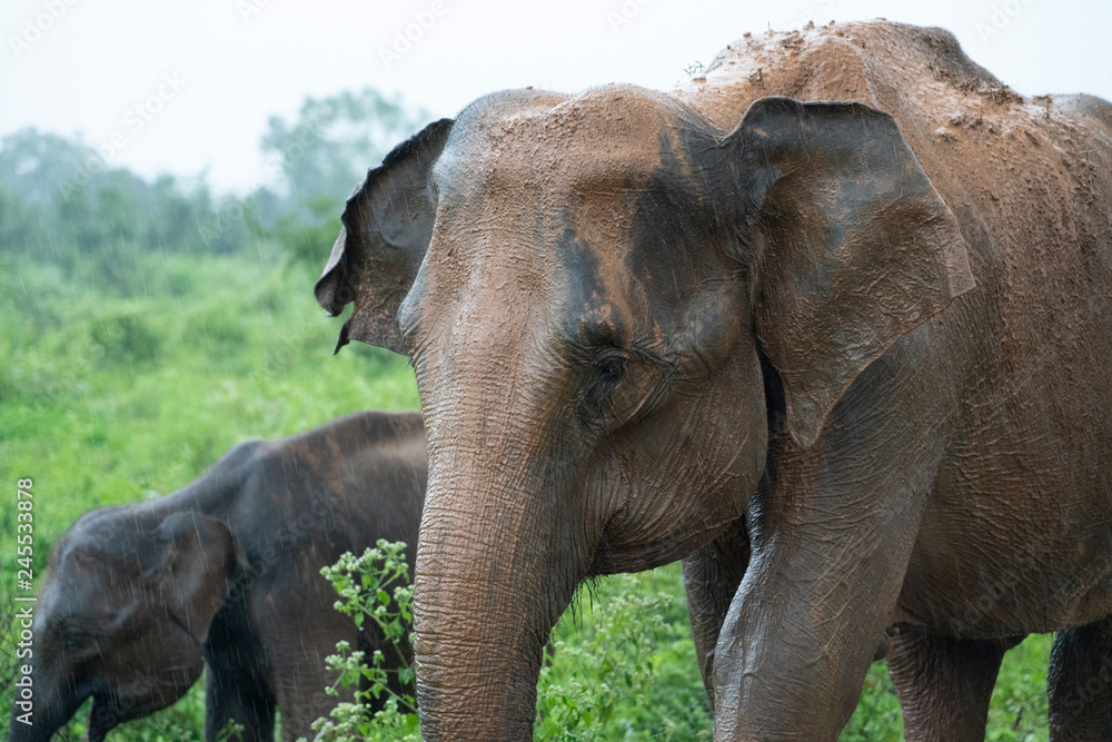 Fototapeta premium elephant in the forest