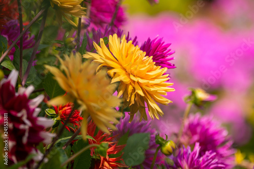 garden flowers