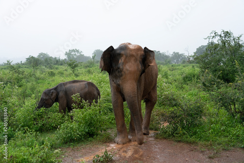elephants in the forest
