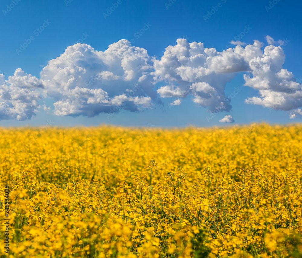 beautiful yellow rape field under a blue cloudy sky beautiful yellow rape field under a blue cloudy sky