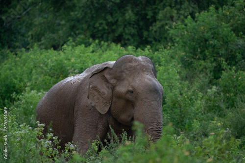 elephant in the forest