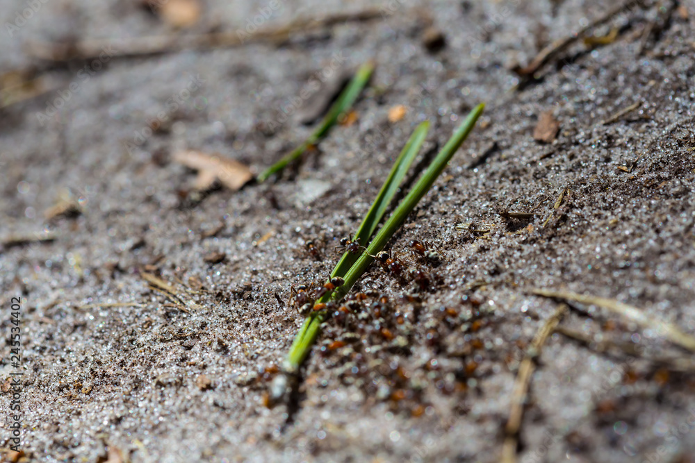 closeup crowd of an ant on a sand closeup crowd of an ant on a sand