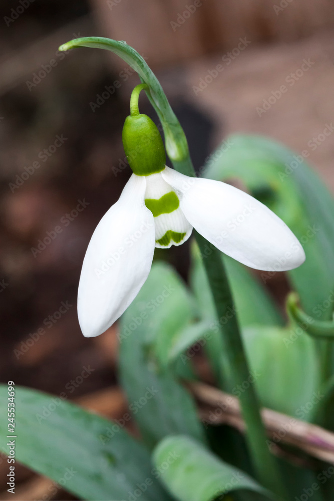 Snowdrop (Galanthus) Elwesii a species of snowdrop often found in early spring gardens Snowdrop (Galanthus) Elwesii a species of snowdrop often found in early spring gardens