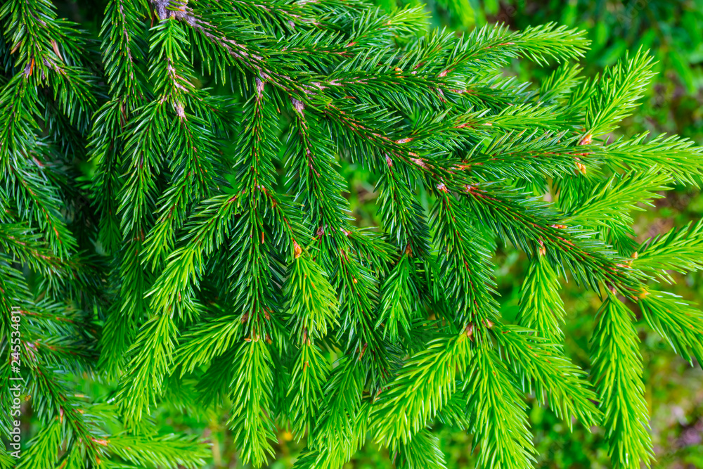 closeup fir tree branch, green tree background closeup fir tree branch, green tree background