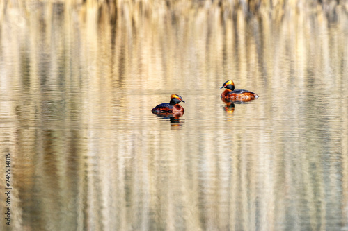 Colorful Horned grebes in a lake in breeding plumage