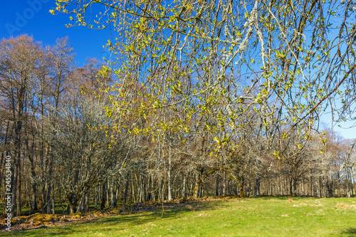 Branches with leaf buds in a beautiful spring landscape