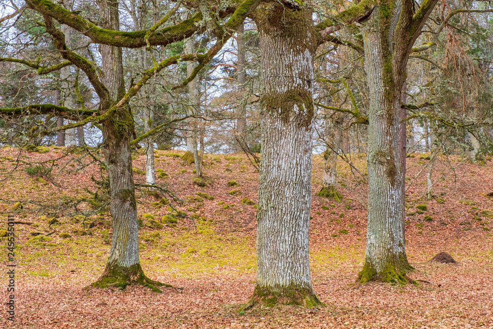 Oak trees in a parkland at spring