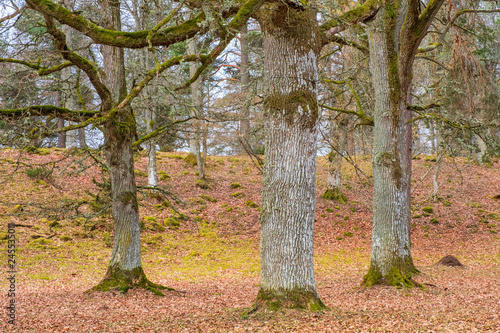 Oak trees in a parkland at spring