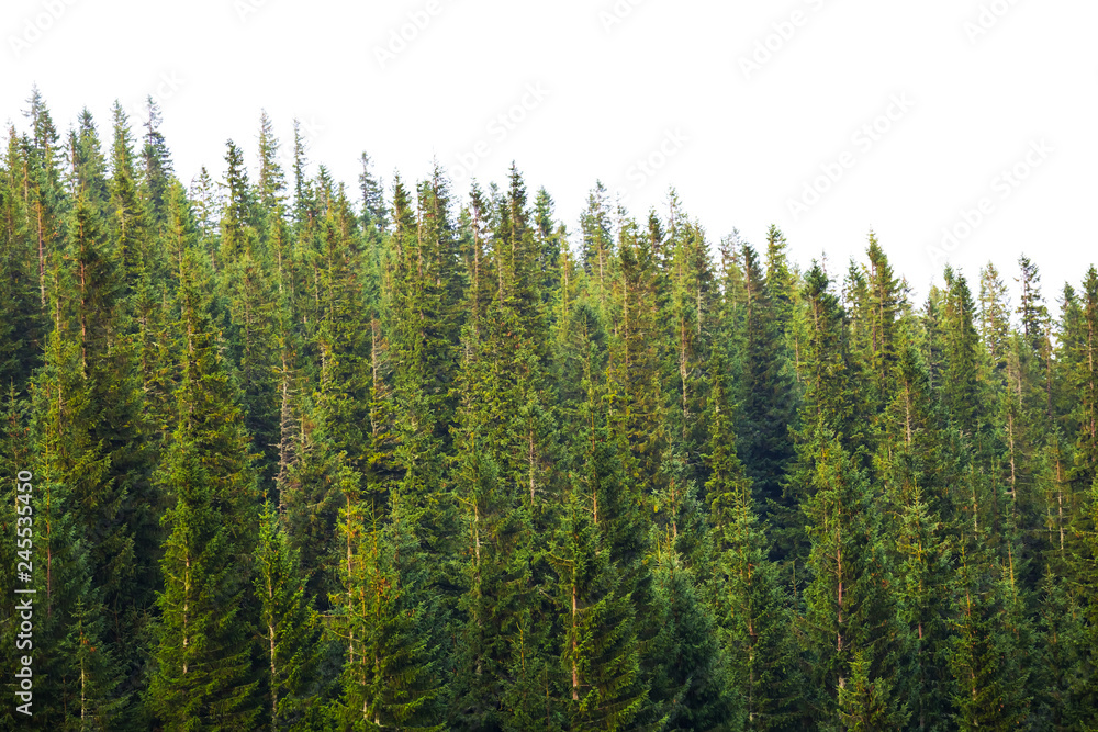 growing fir tree forest isolated on a white background growing fir tree forest isolated on a white background