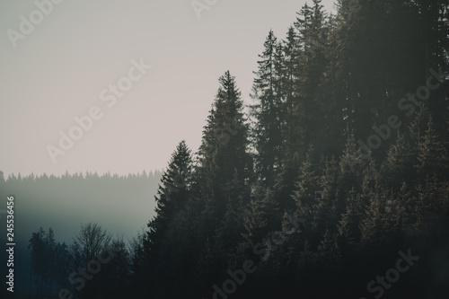 Forest in Black Forest. The Black Forest is a mountainous region in southwest Germany, bordering France. © Tarik GOK