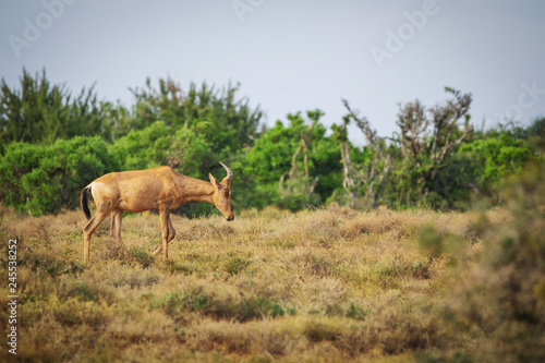 Young hartebeest walking in Addo National park, South Africa