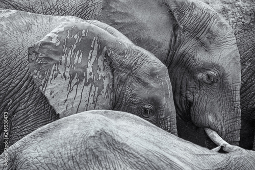 Sticker Black and white african elephants detail image background