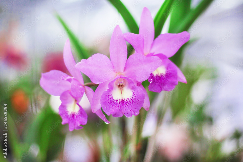 Inflorescence of purple orchids dendrobium flower blooming with water drops natural patterns in garden leaf background Inflorescence of purple orchids dendrobium flower blooming with water drops natural patterns in garden leaf background