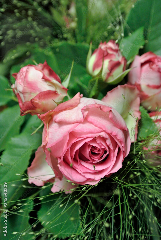 rosengesteck rosengesteck